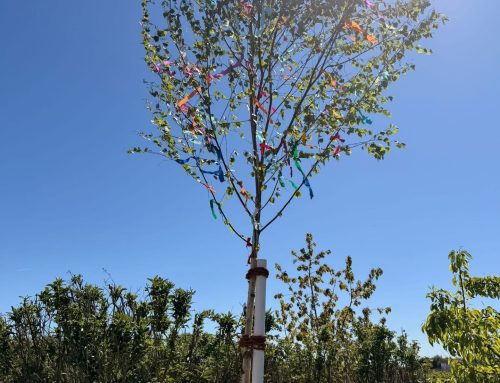 Maibaum in unserer OASE